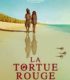 Kırmızı Kaplumbağa – La Tortue rouge