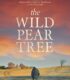 Ahlat Ağacı – The Wild Pear Tree